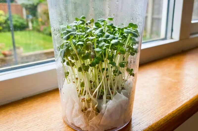 【あさイチ】スプラウトの栽培方法（画像付きで紹介） ツイQ楽ワザ（2022年6月28日）
