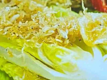 【沸騰ワード】しらすのコンフィ ロメインレタスのサラダのレシピ 志麻さんコストコアレンジ2025年7月18日 6 shirasuconfi