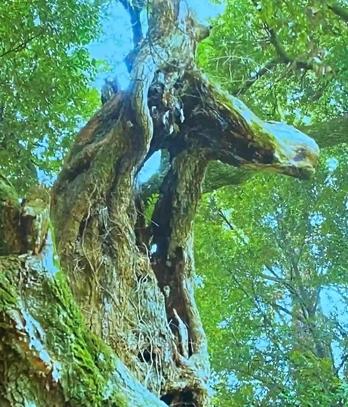 【二宮ん家】待ち受けランキング2026年運気が上がるスマホ待受1月3日 9 大杉神社